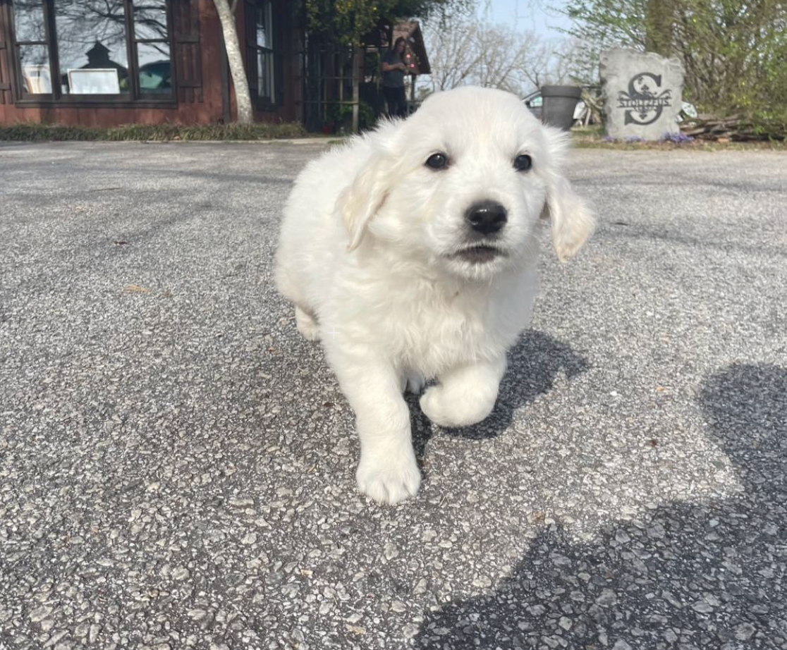 English Cream Golden Retrievers in Mc Cormick, SC For Sale & Free