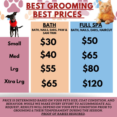 Oh my 2024 dog pet grooming