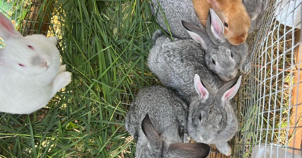 Rabbits for Free in Statesville, NC For Sale & Free — Nextdoor