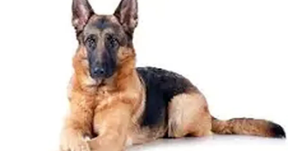 Free Dogs To Give Away By Owner Free Dogs To Give Away By Owner