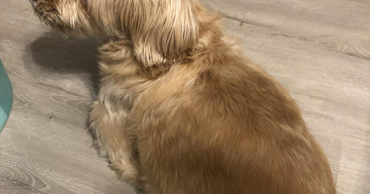 Need to find a good home for my dog for Free in North Fort Myers, FL