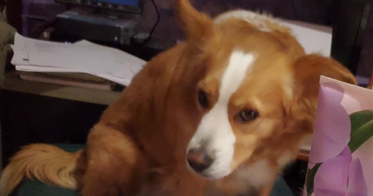 Dog Groomer for Free in Indianapolis, IN For Sale & Free — Nextdoor