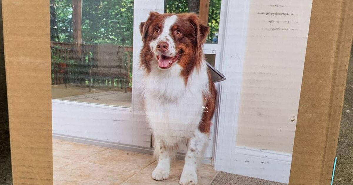 DOGGIE DOORS… NO CUTTING REQUIRED… for 90 in Round Rock, TX For Sale