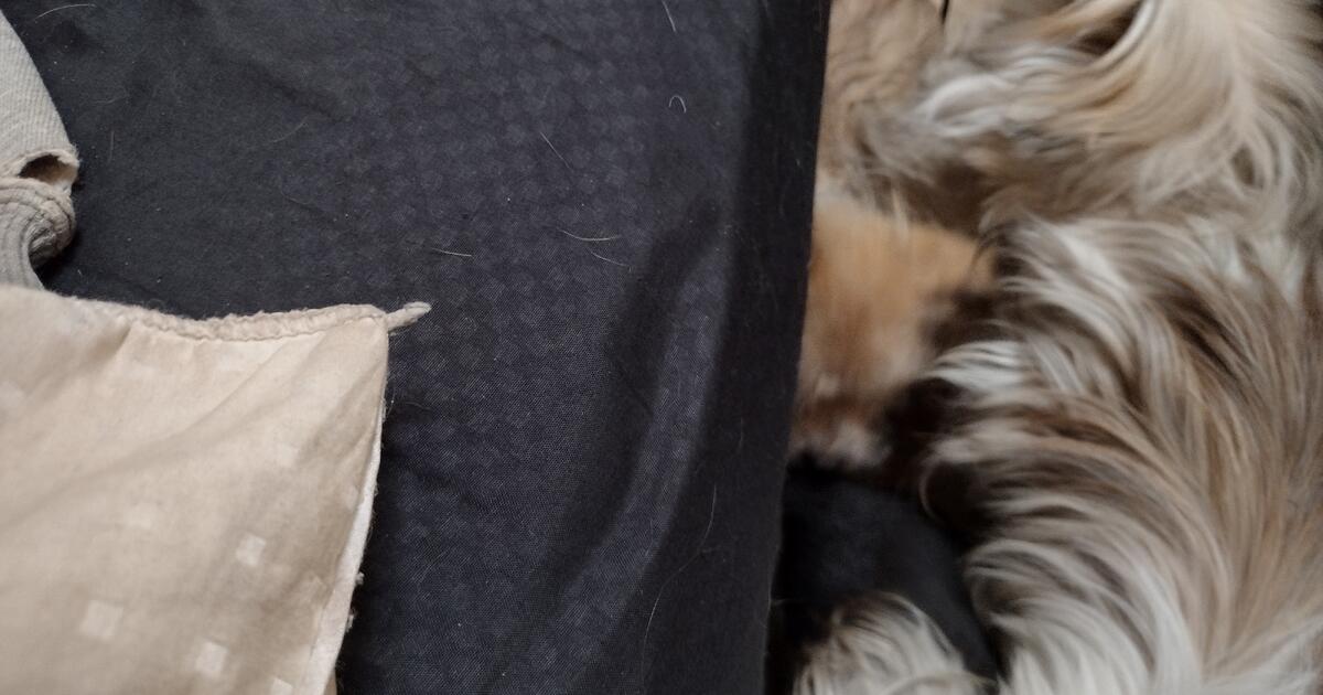 Puppies Mutts for 75 in Rockford, IL For Sale & Free — Nextdoor