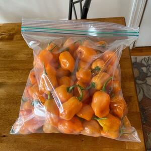 Bag of Fresh Habanero Peppers