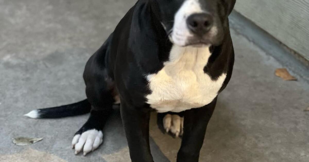 Rehoming dogs for Free in Hinesville, GA For Sale & Free — Nextdoor