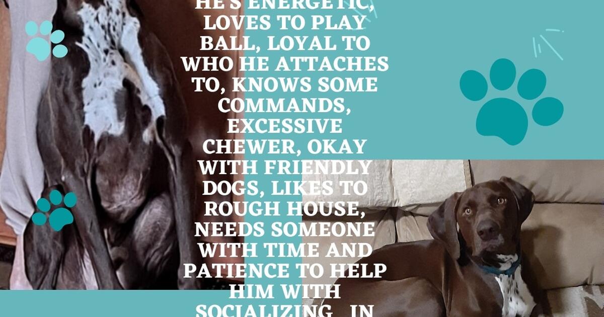 Dog for Free in Springfield, MI For Sale & Free — Nextdoor