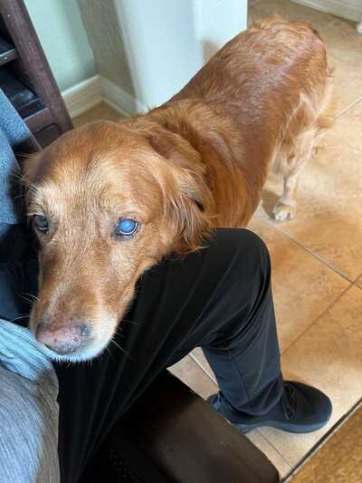 Affordable pet deals care on basse
