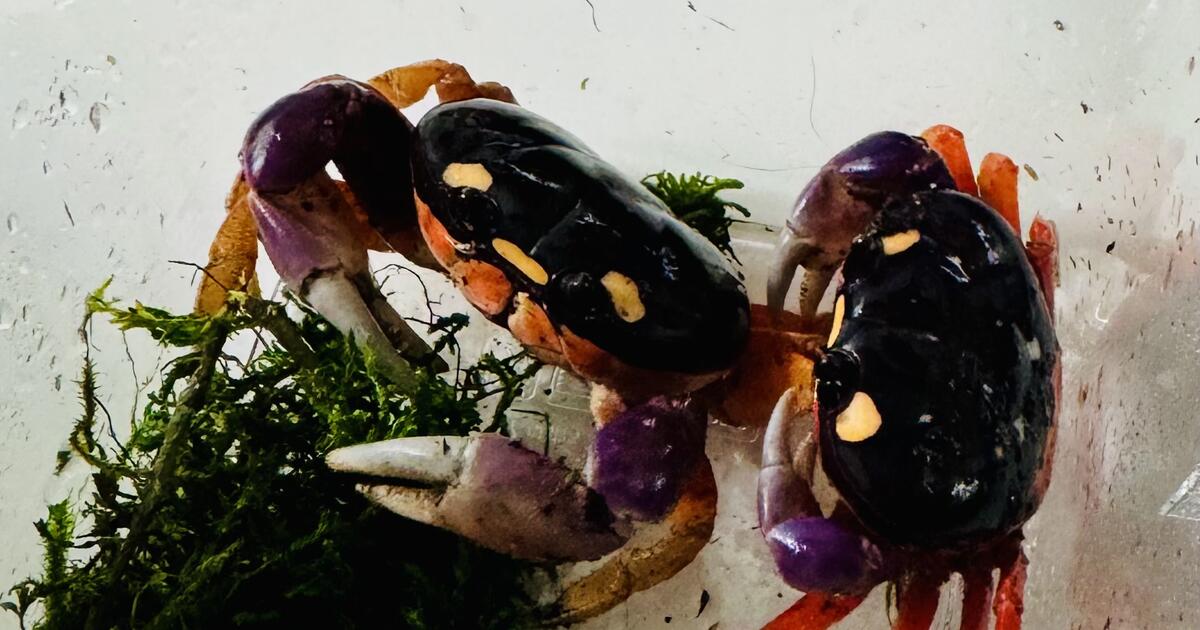 Rehoming 2 Halloween Moon Crabs for Free in Atlanta, GA | For Sale ...