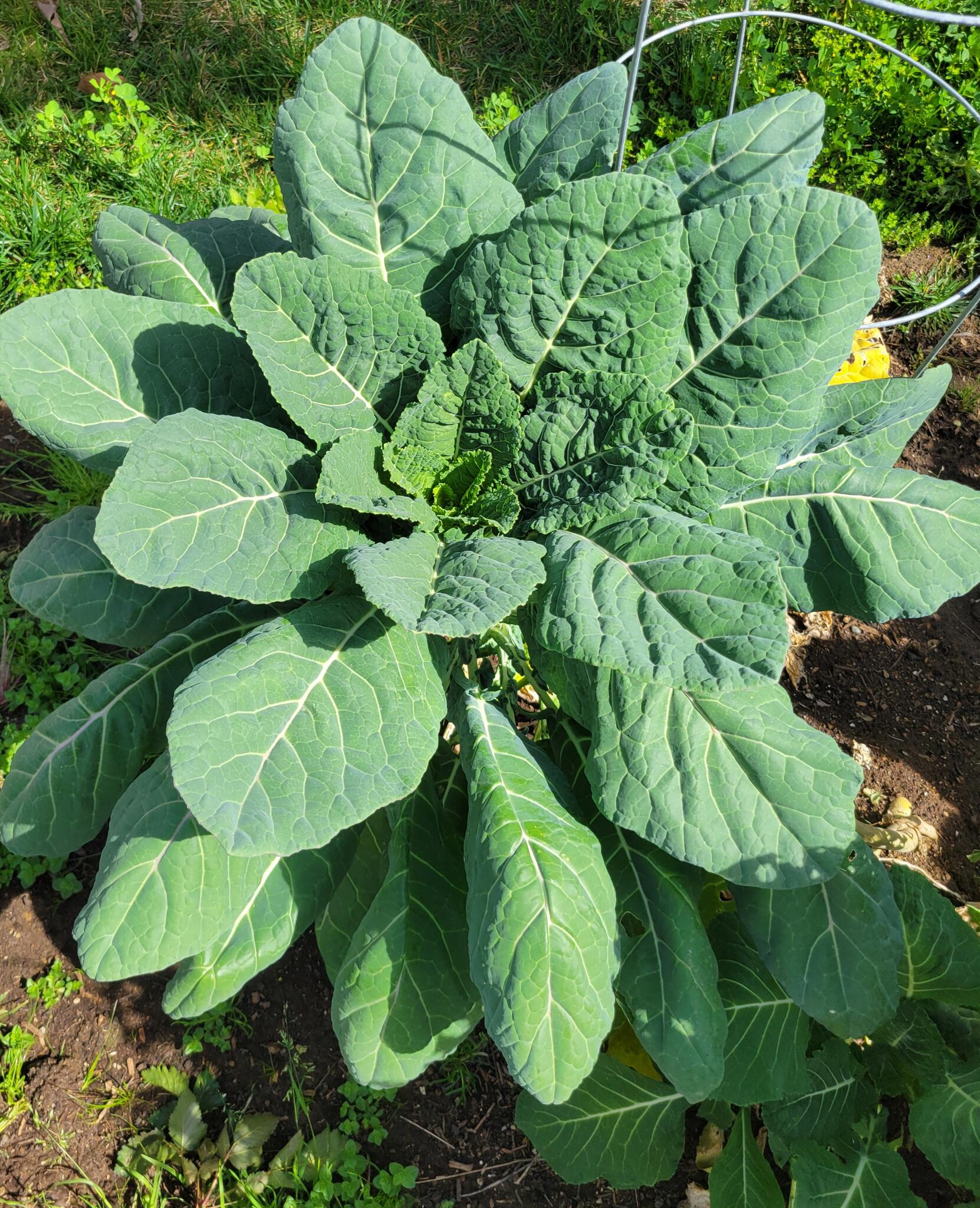Free Collard Greens - garden fresh for Free in San Diego, CA | For Sale ...