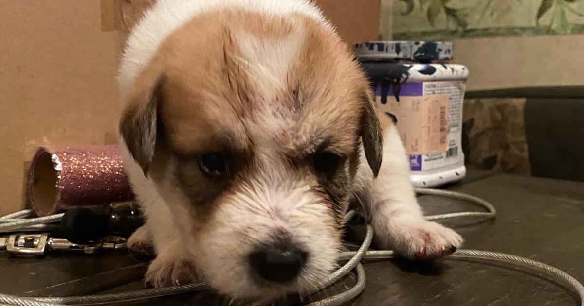 Puppies for Free in Burleson, TX Finds — Nextdoor