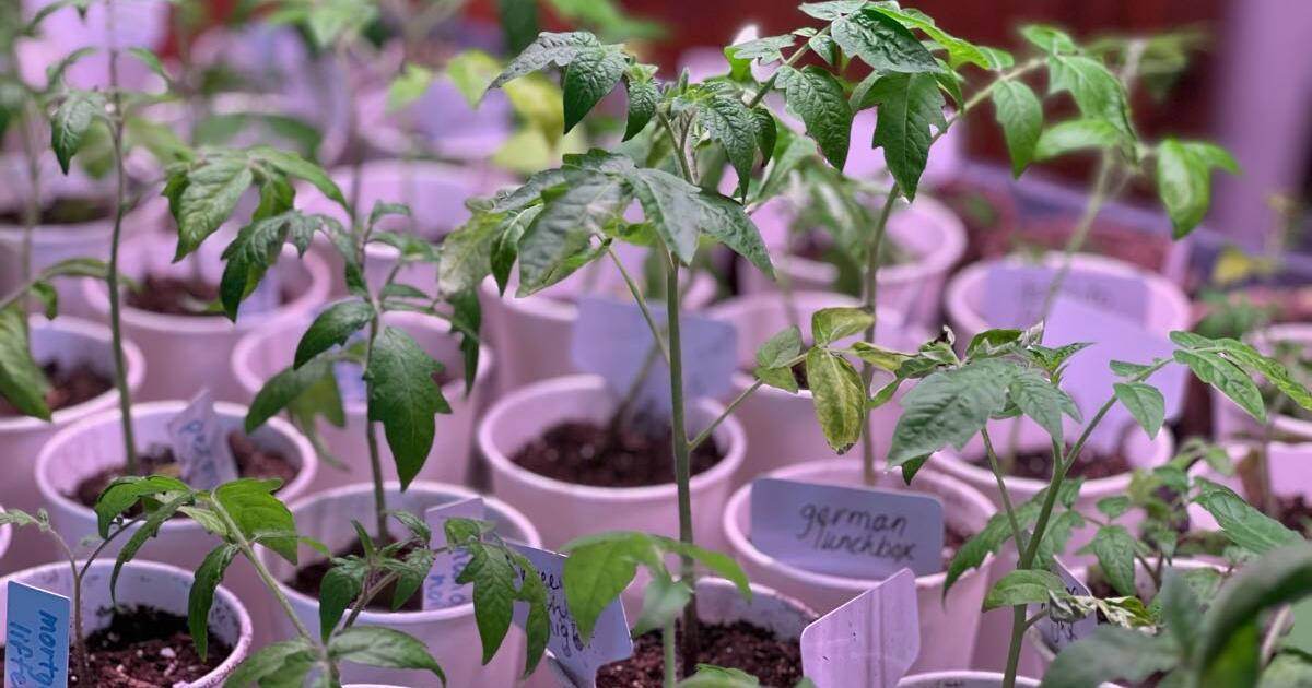 Tomato plants for sale! for 5 in Greeley, CO For Sale & Free — Nextdoor