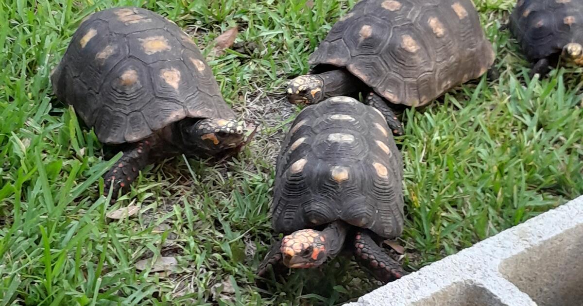 Redfoot Tortoises for $350 in Port St. Lucie, FL | Finds — Nextdoor