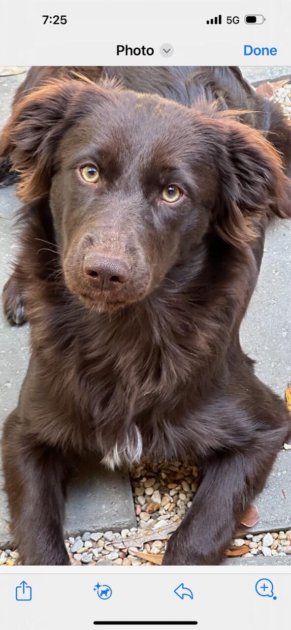 Boykin Spaniel/Border Collie Mix Female for Free in Ocean Springs, MS