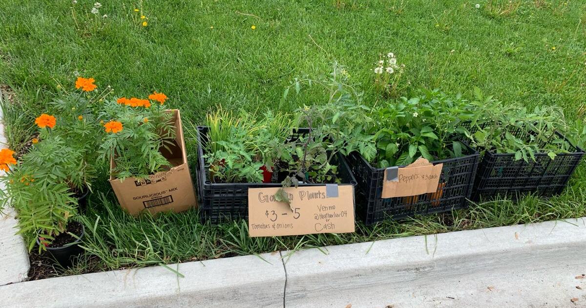 Garden plants for 3 in Norwalk, IA Finds — Nextdoor