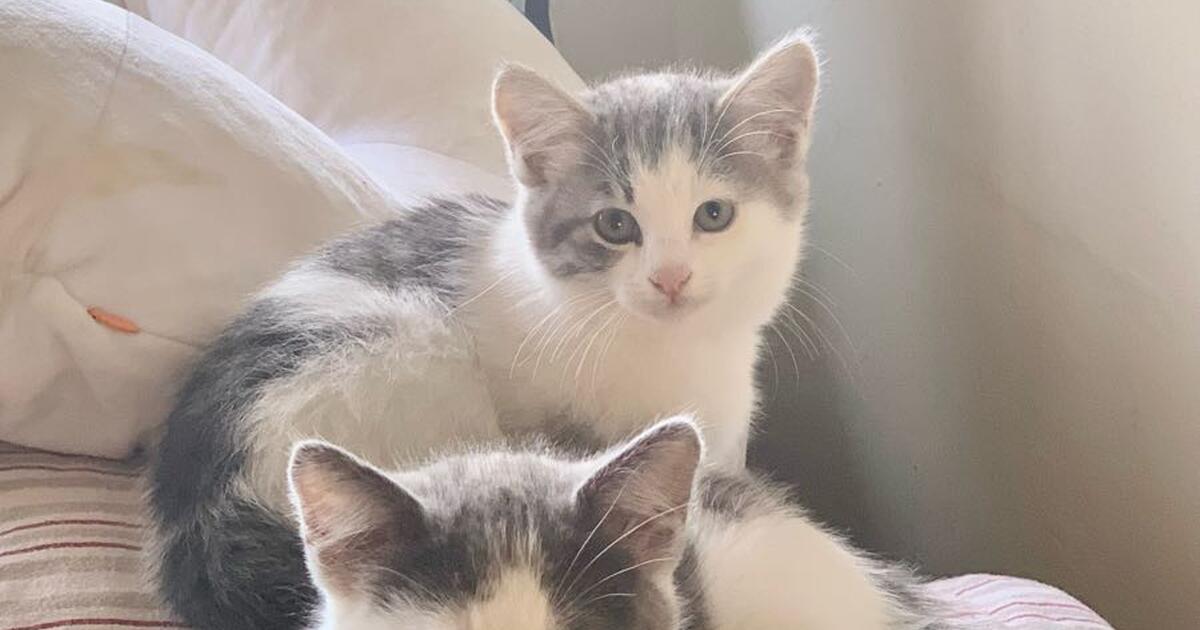 Adorable kittens for Free in Manhattan Beach, CA | For Sale & Free