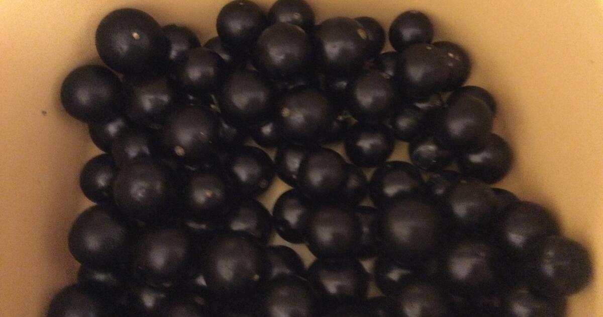 Jaboticaba fruit for 1 in Temple Terrace, FL For Sale & Free — Nextdoor
