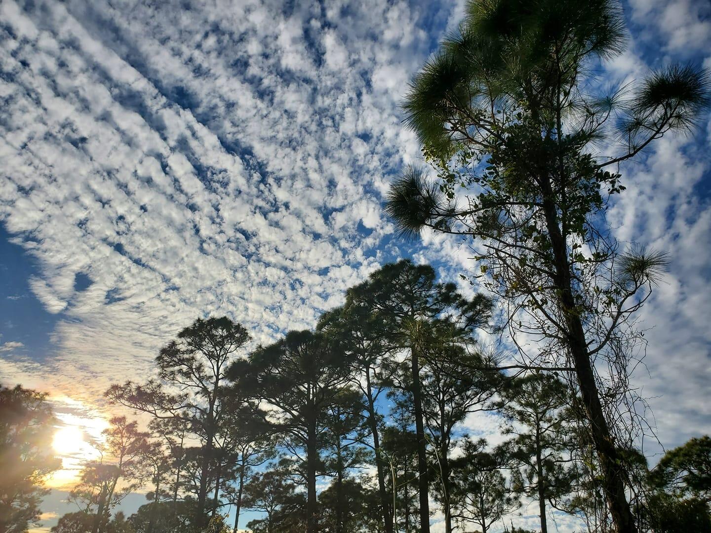 Arbor Day Foundation Names Fort Pierce 2022 Tree City USA (City of Fort