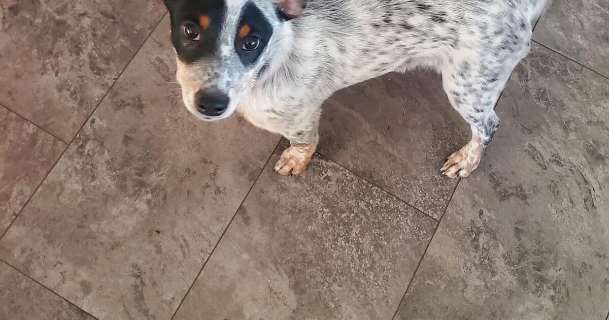 Free Dogs For Rehoming Gumtree