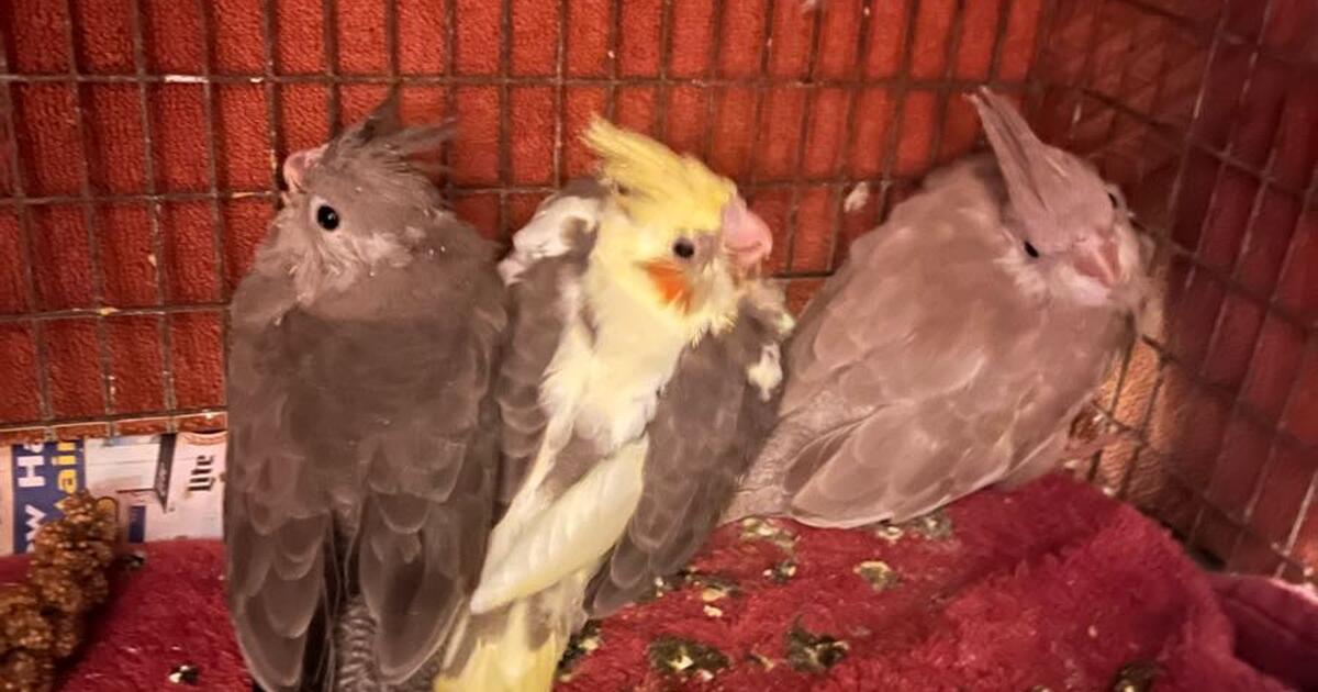 Hand raised baby Cockatiels for 50 in Foster, RI For Sale & Free — Nextdoor