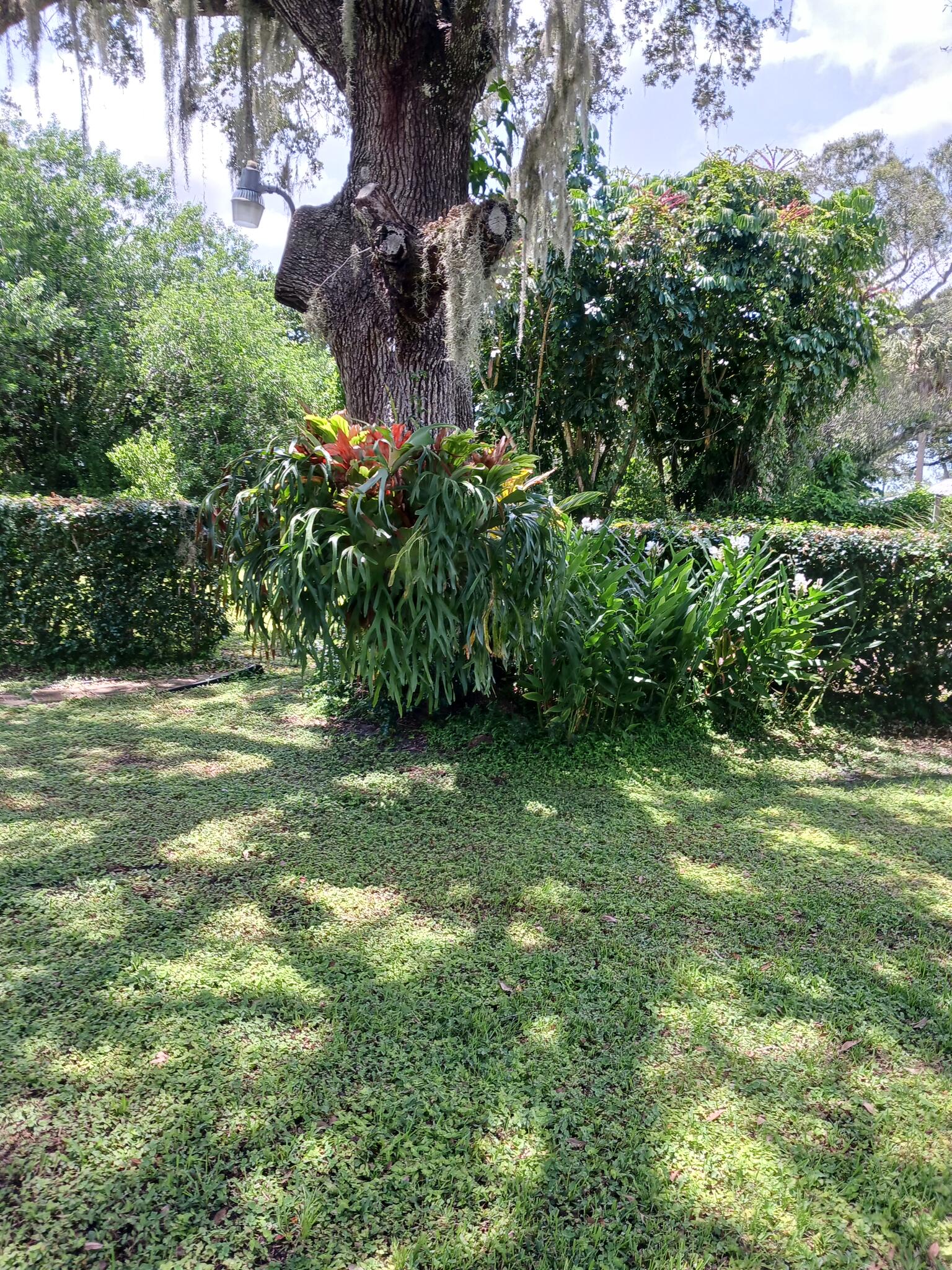 Staghorn Fern for 750 in Fort Pierce, FL For Sale & Free — Nextdoor