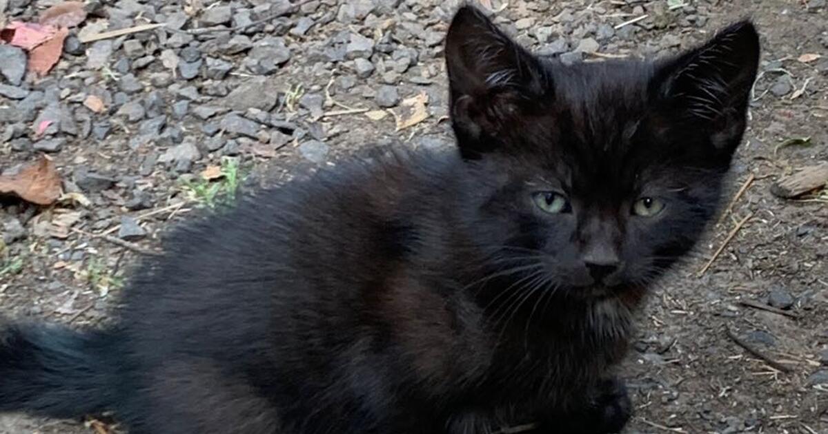 Kittens need home for 20 in Eugene, OR For Sale & Free — Nextdoor