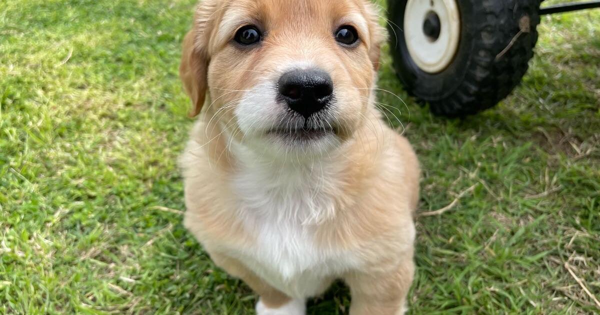 Rehoming cute puppies for 50 in mesa az for sale free nextdoor