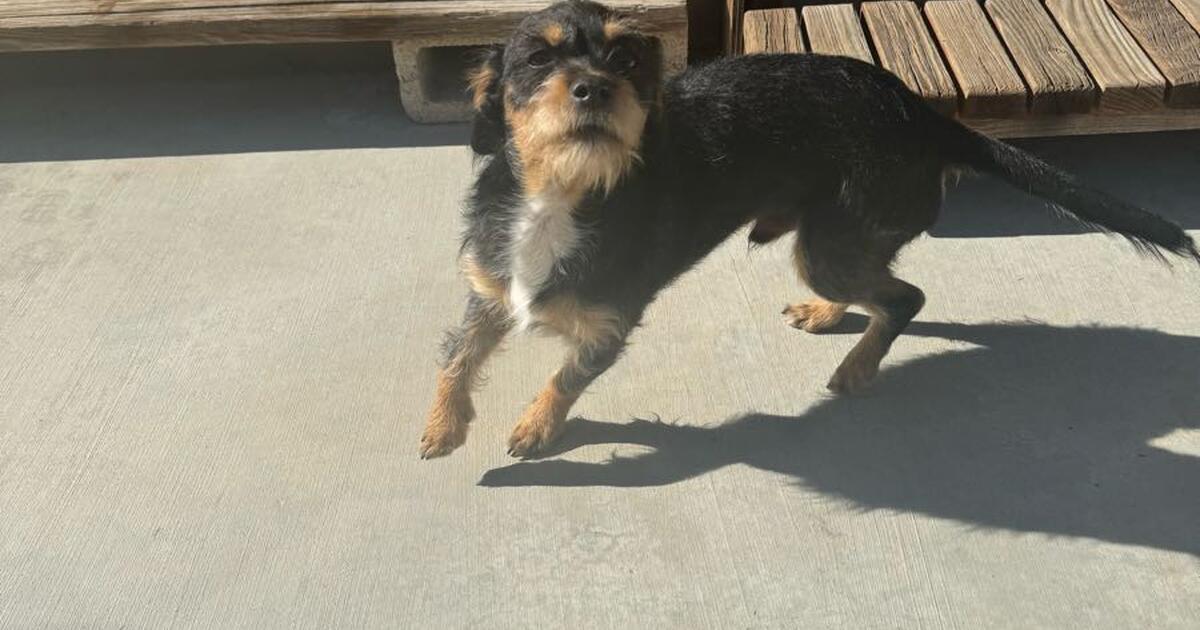 Adorable Medium Sized 6 Month Old Dogs For Adoption For Free In La Adorable medium sized 6 month old dogs for adoption for free in la