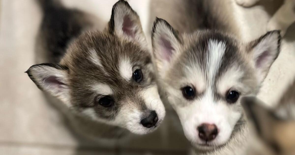 Rehoming for 1 in Crossroads, TX Finds — Nextdoor