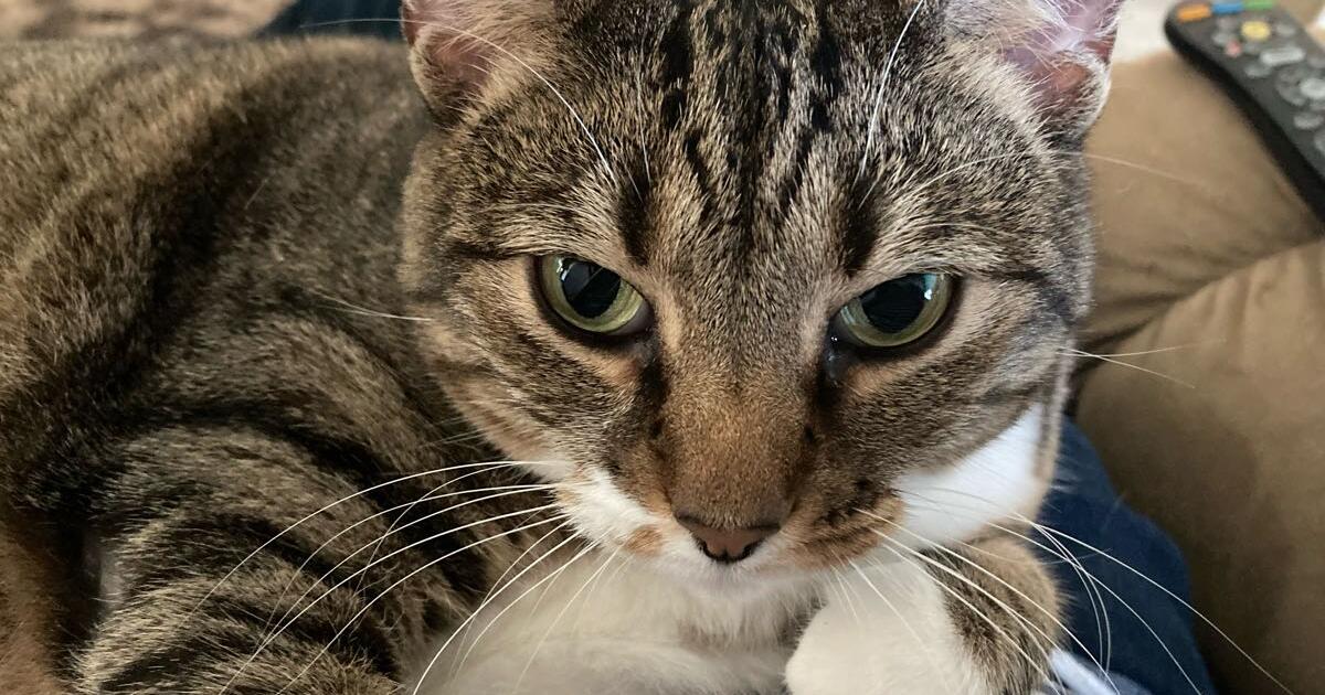 Pet supplies for 25 in Fishers, IN For Sale & Free — Nextdoor