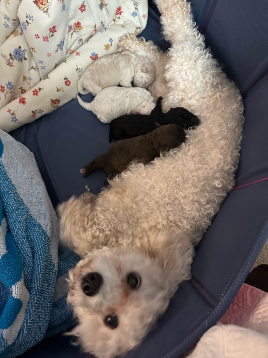 Toy Poodles for 1000 in Mc Cormick, SC For Sale & Free — Nextdoor