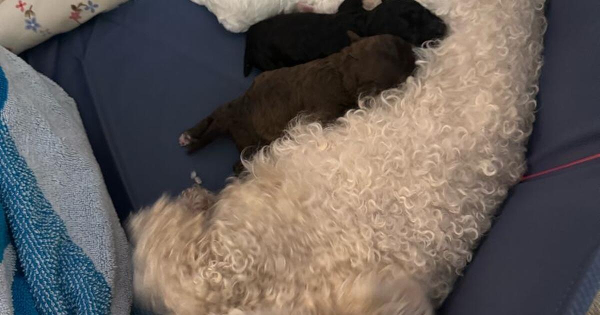 Toy Poodles for 1000 in Mc Cormick, SC For Sale & Free — Nextdoor