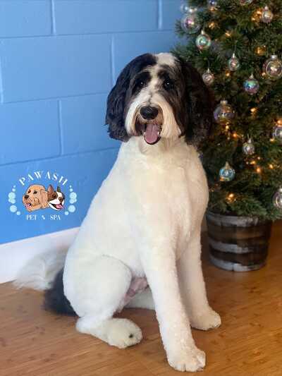 Pawash online pet spa