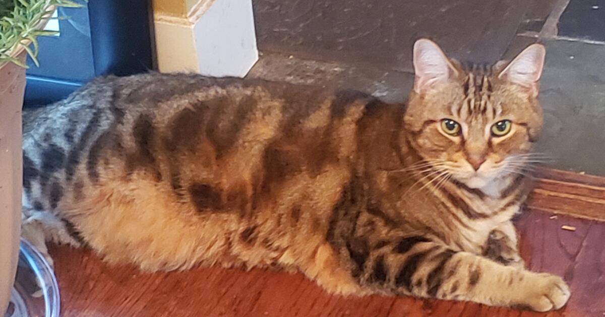 Bengal cat for 40 in Oregon City, OR For Sale & Free — Nextdoor