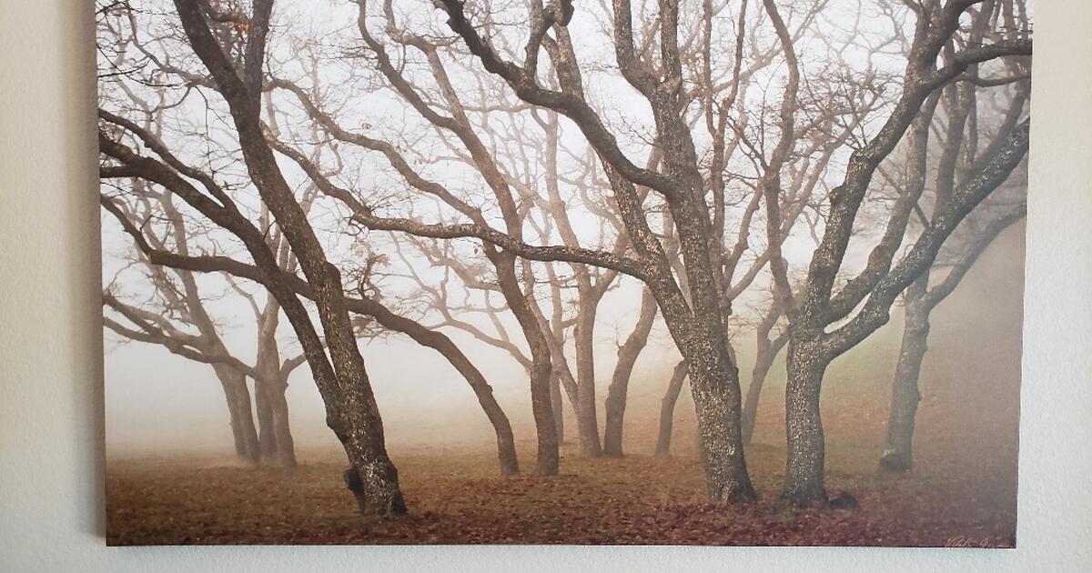 Tree pictures for 40 in san jose ca for sale free nextdoor