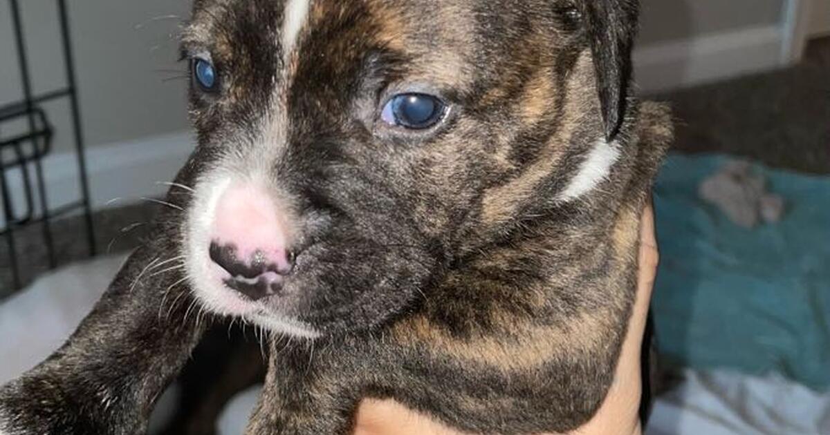 Puppies for Free in Myrtle Beach, SC Finds — Nextdoor