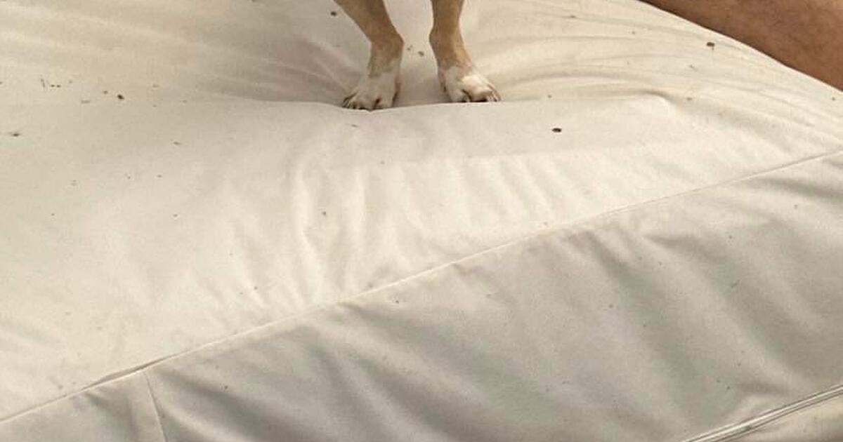 Free Chihuahua to good home for Free in Dunedin, FL Finds — Nextdoor