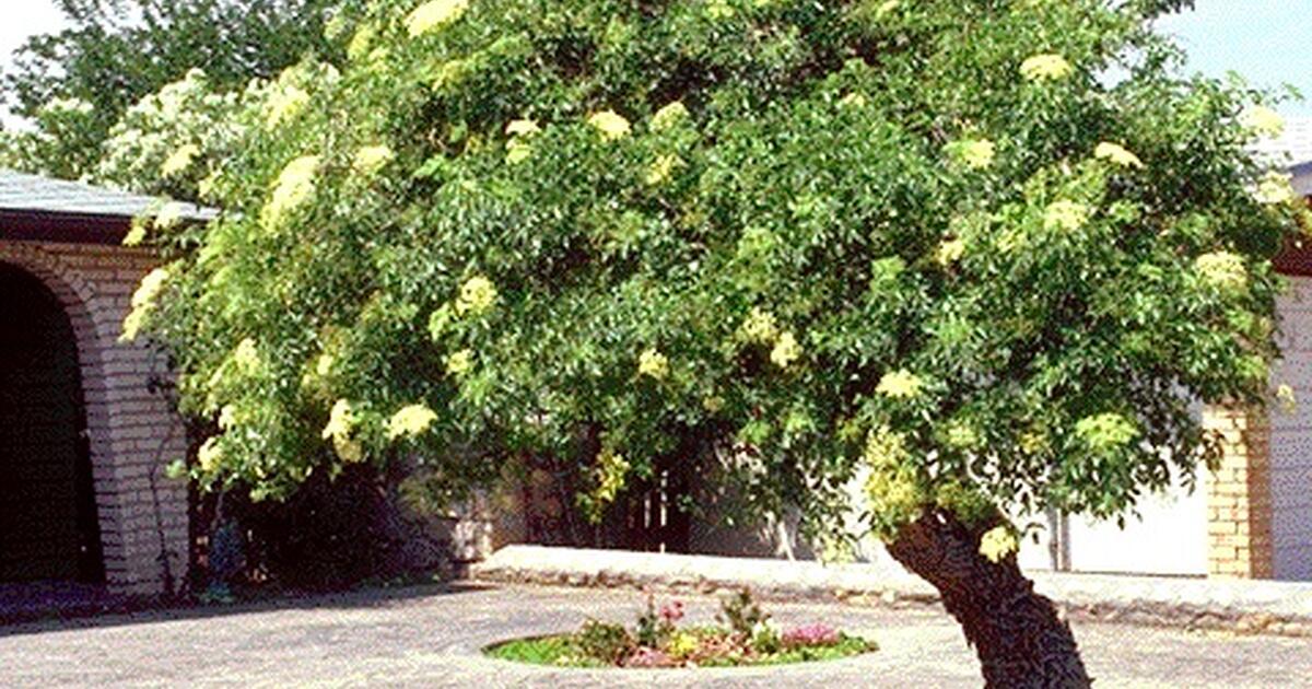 Fall Planting Mexican Elder Available 15 gallon Bucket for 45 in