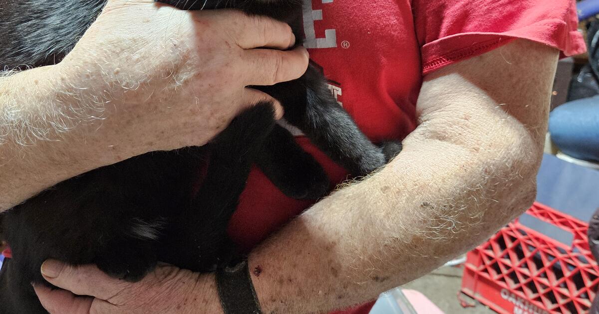 Mystique I (Mysty) and Mystique II (Tiki) in Rockbridge, OH For Sale