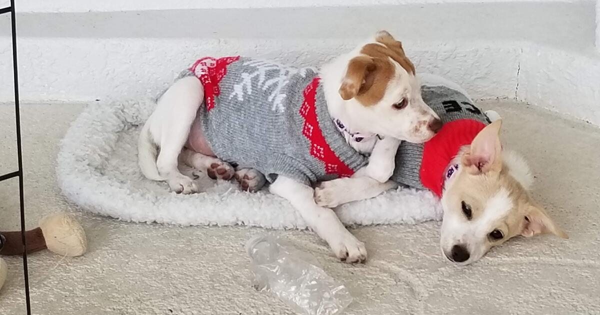 2 Sister Jack Russel mutts for Free in Punta Gorda, FL For Sale & Free — Nextdoor