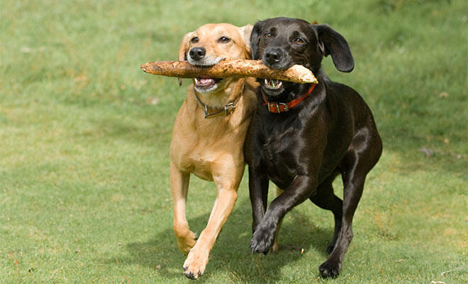 Water Bowl Oasis LLC Dog Boarding Dog Daycare Lutz FL