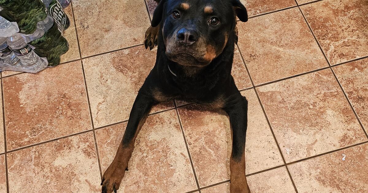 Rottweiler in Pine Hill, NJ | For Sale & Free — Nextdoor