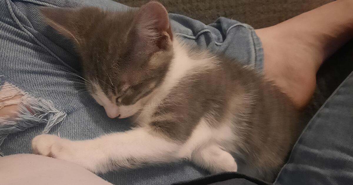 Kittens need rehoming. for 25 in Kingwood, TX For Sale & Free — Nextdoor