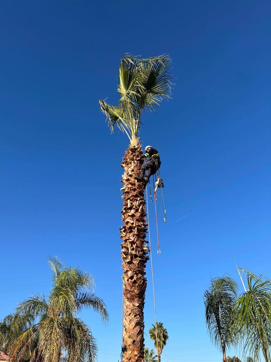 East Bakersfield, Bakersfield News, Crime, Lost Pets, Free Stuff