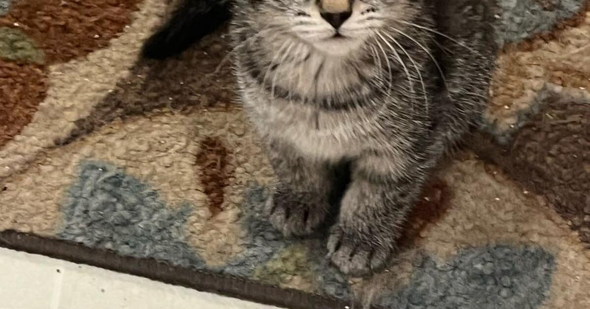 Free kittens to a good home for Free in St. Paul, MN For Sale & Free
