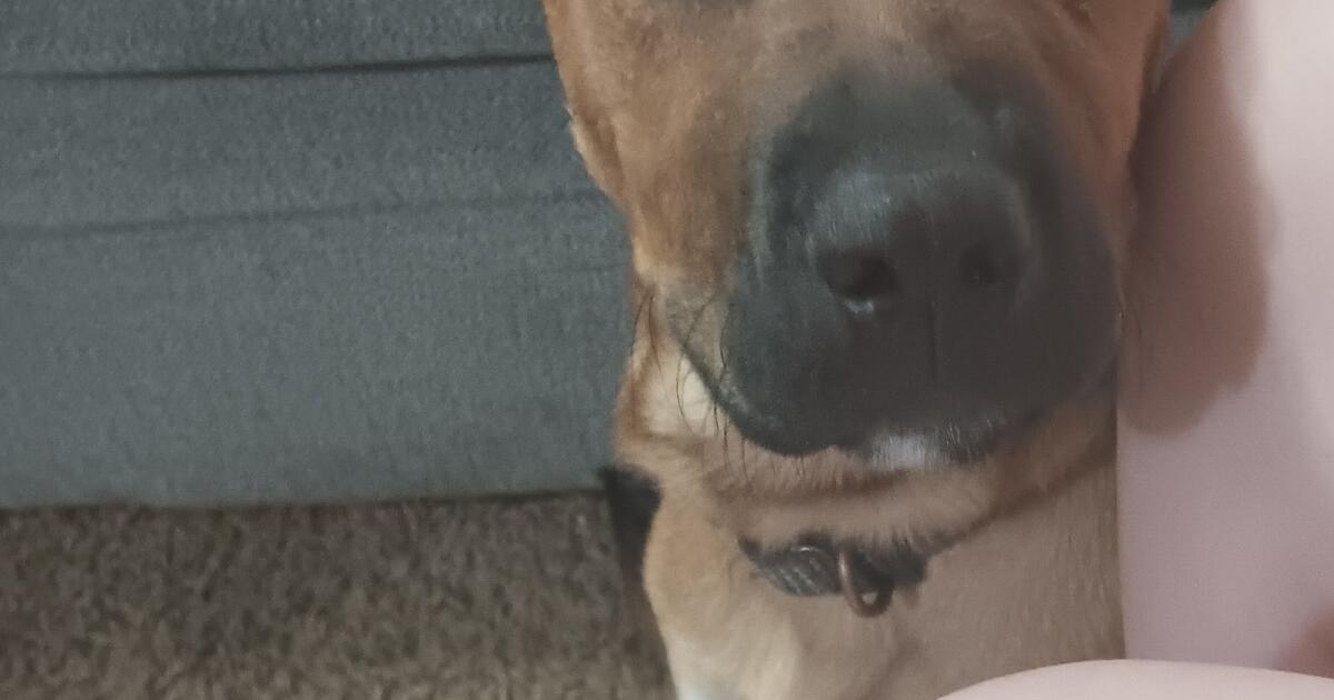 puppy for Free in Burleson, TX For Sale & Free — Nextdoor