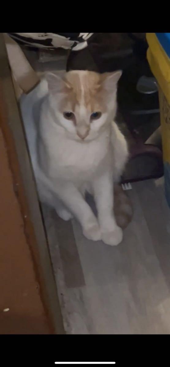 Cats to a good home for Free in North Mankato, MN For Sale & Free