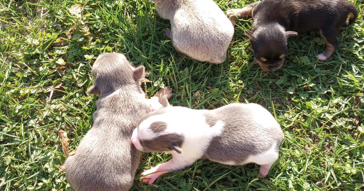 puppies for 500 in Watertown, NY For Sale & Free — Nextdoor