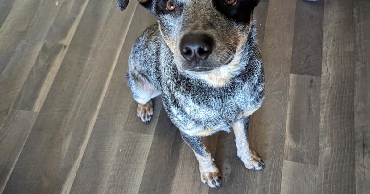 Blue Heeler for Free in Surprise, AZ | Finds — Nextdoor