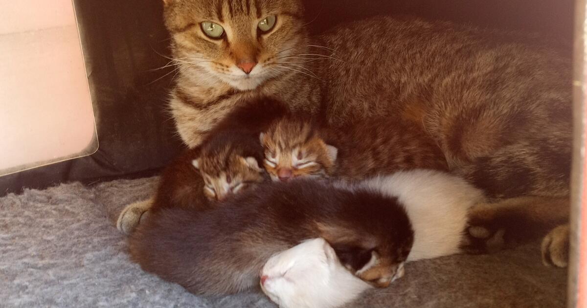 Kittens for Free in Toledo, OH For Sale & Free — Nextdoor
